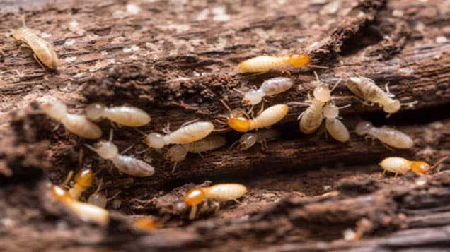 Lutte contre les termites