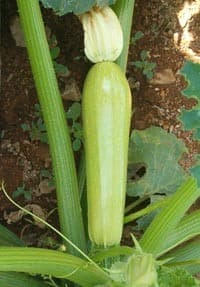 Courgette Ardendo